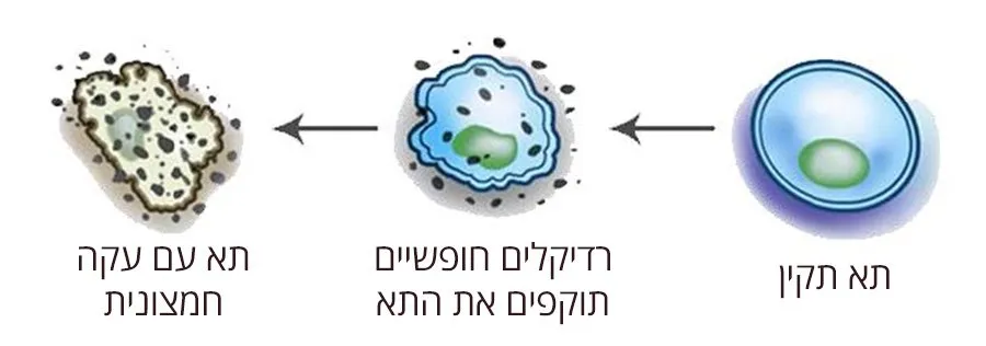לאורך זמן, עקה חמצונית מצטברת בגופנו ותורמת להזדקנות ולמגוון מחלות ניווניות